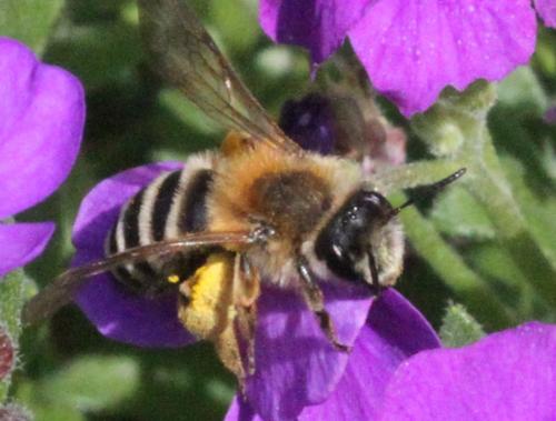 Andrena gravida